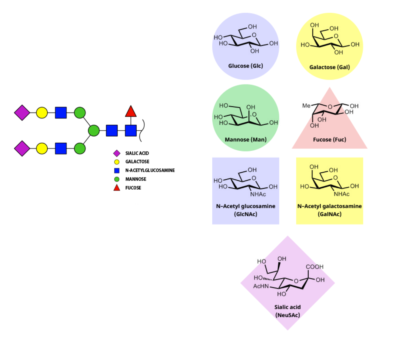 mannose fucose galactose glucosamine galactosamine en siaalzuur zijn monosacchariden.